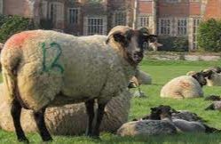 Long Melford - Kentwell Traditional Farm