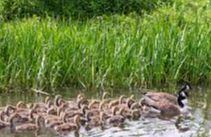 Llangasty Nature Reserve