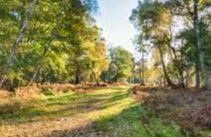 Holme Fen National Nature Reserve