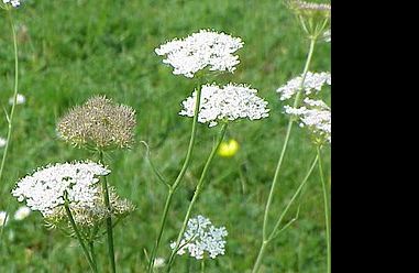 Hucclecote Meadows Local Nature Reserve