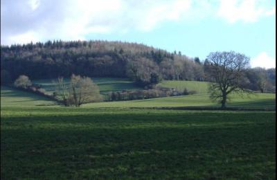 Laycombe Wood - Wotton-under-Edge