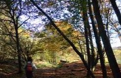 Leighton Buzzard Country Walks