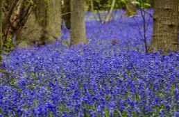 Little Baddow - Blakes Wood (NT)