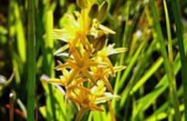 Mitcheldean Meend Marsh