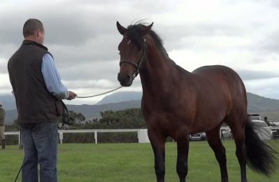 Roundstone Connemara Pony Show