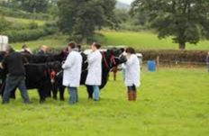 Llandeilo Agricultural Show