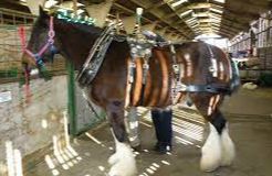 Peterborough Shire Horse Show