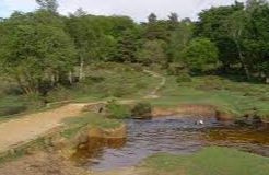 Ridley Bottom Nature Reserve - Tidenham