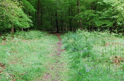 RSPB Nagshead Nature Reserve - Parkend