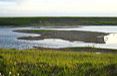 Snettisham Reserve