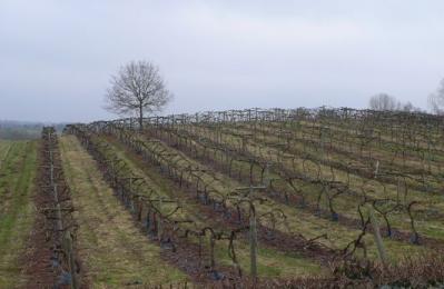 Three Choirs Vineyard - Newent