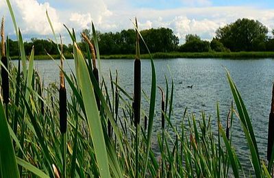 Whelford Pools Nature Reserve - Whelford