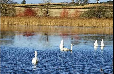 Hirsel Lake - Coldstream