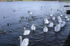 Hogganfield Loch - Millerston