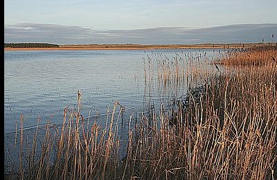 Loch of Strathbeg - Rattray