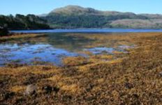 Loch Sunart - Ardgour