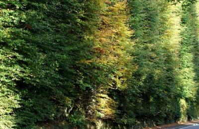 Meikleour Beech Hedge