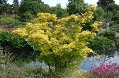 Royal Botanic Garden - Edinburgh