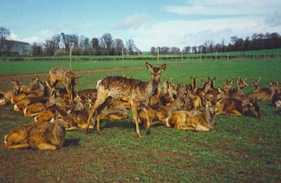 Scottish Deer Centre - Cupar