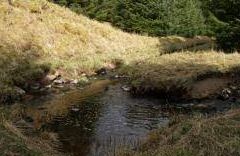 Shaws Under Loch - Hawick