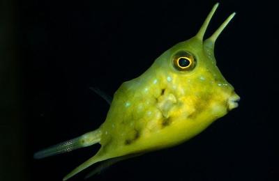 St Andrews Aquarium