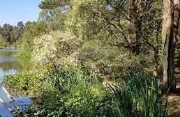 Stormont Loch Nature Reserve - Blairgowrie