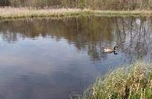 Woodend Loch - Gartcosh