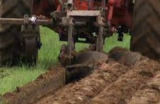 West Gower Ploughing