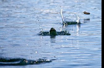 World Stone-skimming Championships - Easdale Island