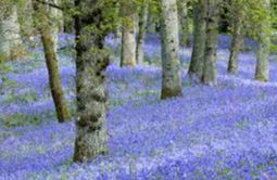 Bluebells of Scotland (song) - Did you know