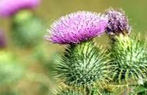 The Flower of Scotland (song) - Did you know