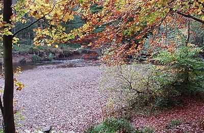 Hamsterley Forest - Durham