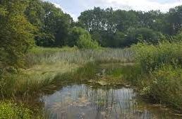 Castor Hanglands Nature Reserve -Cambridgeshire