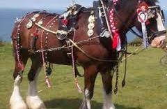 Dyfed Shire Horse Farm