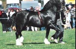 Lampeter Show, Ceredigion