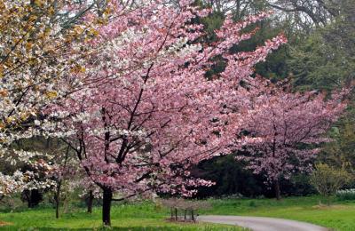 Batsford Arboretum - Moreton-in-Marsh