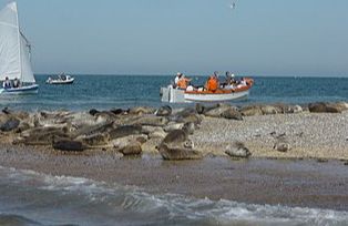 Blakeney Point Nature Reserve, (NT)