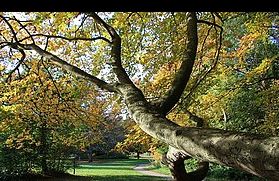 Brandon Country Park