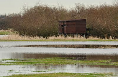 Coombe Hill Canal and Meadows