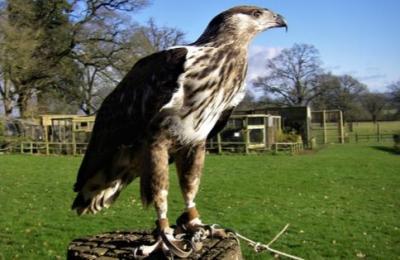 Cotswold Falconry Centre - Moreton-in-Marsh