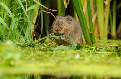 Darsham Marshes Nature Reserve