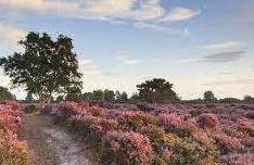 Dunwich Heath, (NT)