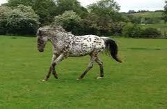 Evergreen Riding Stables - Gayton