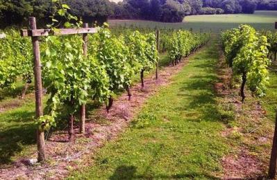 Godstone Vineyards