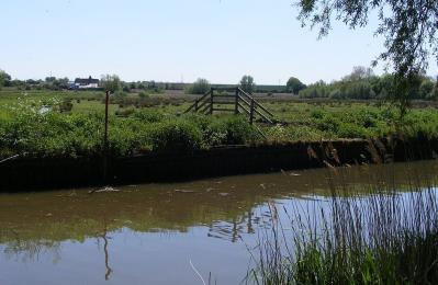 Hardley Flood Marsh