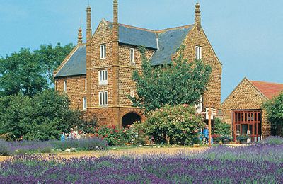 Heacham - Norfolk Lavender